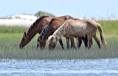 Wild horses on the Rachel Carson Reserve